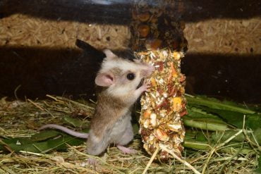 exterminer souris
