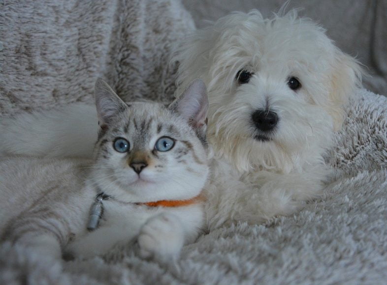 Un allié bienêtre pour votre animal de compagnie