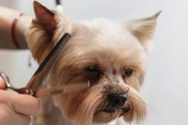 Pet care : pourquoi les Français quittent leur job pour travailler avec les animaux