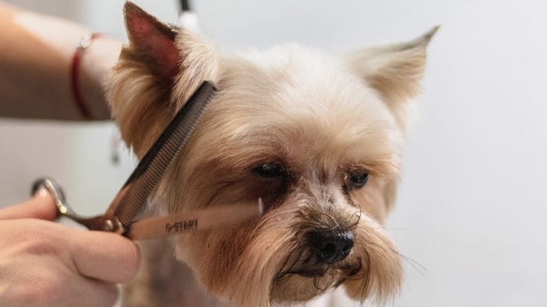 Pet care : pourquoi les Français quittent leur job pour travailler avec les animaux