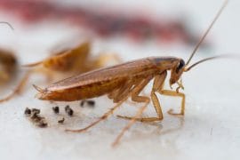 Des cafards dans la cuisine ? Avant d'acheter le premier spray venu, découvrez quel traitement cafards est vraiment efficace