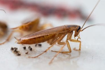 Des cafards dans la cuisine ? Avant d'acheter le premier spray venu, découvrez quel traitement cafards est vraiment efficace