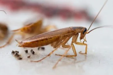 Des cafards dans la cuisine ? Avant d'acheter le premier spray venu, découvrez quel traitement cafards est vraiment efficace