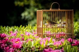 Les meilleures cages à oiseaux