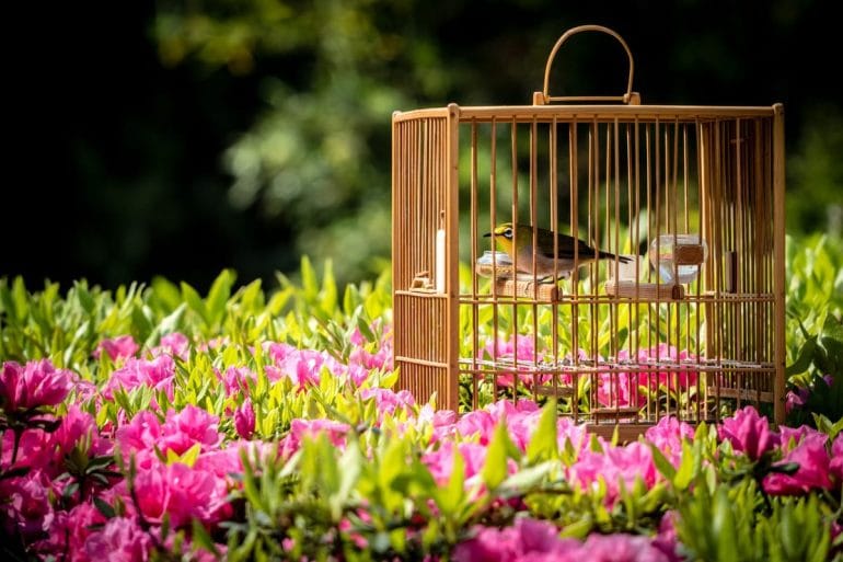 Les meilleures cages à oiseaux