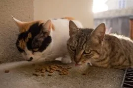 Les meilleurs aliments pour chats