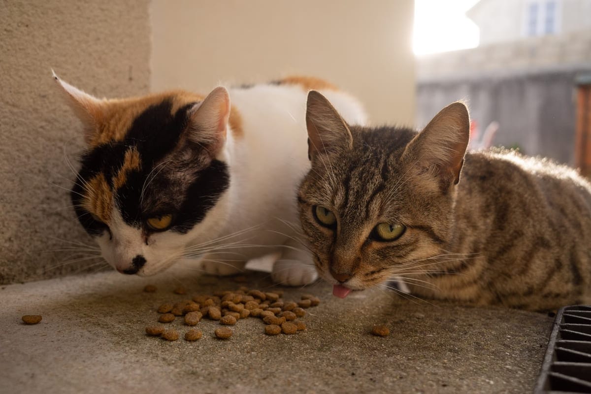 Les meilleurs aliments pour chats