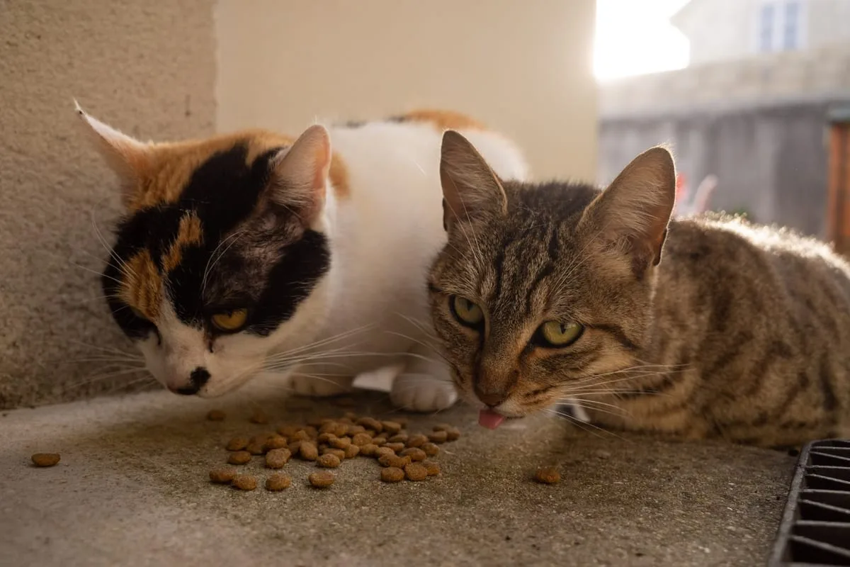 Les meilleurs aliments pour chats